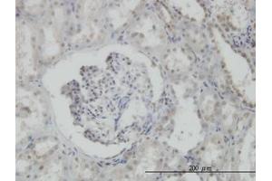 Image no. 4 for anti-N-Methylpurine-DNA Glycosylase (MPG) (AA 1-90) antibody (ABIN598817) (MPG Antikörper  (AA 1-90))