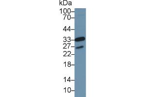 Western Blot; Sample: Human MCF7 cell lysate; Primary Ab: 1µg/ml Rabbit Anti-Mouse CDK1 Antibody Second Ab: 0.