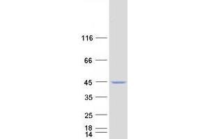 Western Blotting (WB) image for Sialidase 2 (Cytosolic Sialidase) (NEU2) protein (Myc-DYKDDDDK Tag) (ABIN2732038)