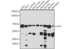Western blot analysis of extracts of various cell lines, using EHD1 Rabbit mAb (ABIN7266911) at 1:1000 dilution. (EHD1 Antikörper)