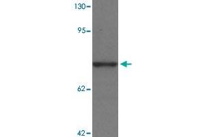 Western blot analysis of PALM3 in MCF-7 cell lysate with PALM3 polyclonal antibody  at 1 ug/mL.
