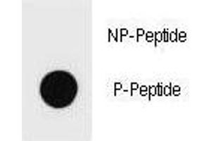 Dot blot analysis of phospho-Kit antibody. (KIT Antikörper  (pSer821))