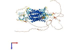 SLCO5A1 Protein (AA 1-848) (His tag)