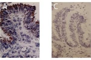 Immunohistochemistry image of FGF-I staining in cryosections ofbovine ovi- duct. (FGF1 Antikörper)