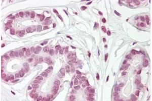 Anti-ZBTB2 antibody IHC staining of human breast. (ZBTB2 Antikörper  (AA 450-500))