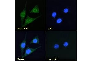 ABIN185449 Immunofluorescence analysis of paraformaldehyde fixed NIH3T3 cells, permeabilized with 0. (GATA1 Antikörper  (Internal Region))