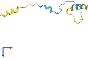 CDC42SE2 Protein (AA 1-84) (Fc Tag)