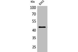 Western Blot analysis of K562 cells using CD48 Polyclonal Antibody (CD48 Antikörper  (Internal Region))