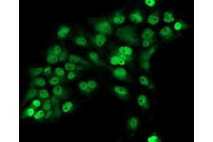 Anti-ERCC1 mouse monoclonal antibody (ABIN2455607) immunofluorescent staining of COS7 cells transiently transfected by pCMV6-ENTRY ERCC1 (RC200478). (ERCC1 Antikörper)