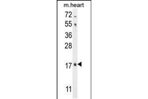 Western blot analysis in mouse heart tissue lysates (35ug/lane). (FGF16 Antikörper  (N-Term))