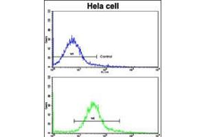 Flow cytometric analysis of hela cells using CA9 Antibody (bottom histogram) compared to a negative control cell (top histogram). (CA9 Antikörper  (AA 113-143))