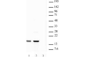 Histone H2AX pAb tested by Western blot.