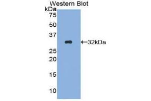 Western Blotting (WB) image for anti-SMAD, Mothers Against DPP Homolog 5 (SMAD5) (AA 210-464) antibody (ABIN1860592) (SMAD5 Antikörper  (AA 210-464))