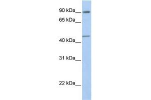 WB Suggested Anti-GTF2H4 Antibody Titration:  0. (GTF2H4 Antikörper  (N-Term))