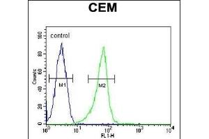 ITGB1BP3 Antibody (Center) (ABIN650725 and ABIN2839412) flow cytometric analysis of CEM cells (right histogram) compared to a negative control cell (left histogram). (ITGB1BP3 Antikörper  (AA 156-186))