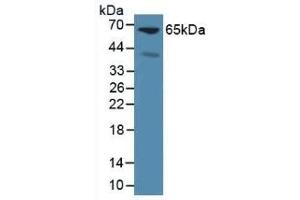 Detection of GPC3 in Mouse Liver Tissue using Polyclonal Antibody to Glypican 3 (GPC3) (Glypican 3 Antikörper  (AA 344-559))