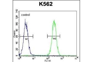 BAI1 Antibody (C-term) (ABIN392804 and ABIN2842241) flow cytometric analysis of K562 cells (right histogram) compared to a negative control cell (left histogram). (BAI1 Antikörper  (C-Term))