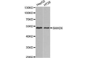 Western Blotting (WB) image for anti-SMAD, Mothers Against DPP Homolog 6 (SMAD6) (AA 257-496) antibody (ABIN3015230)