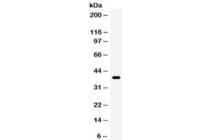 Western blot testing of human HeLa cell lysate with WNT7A antibody.