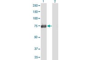 Western Blot analysis of ACSS1 expression in transfected 293T cell line by ACSS1 MaxPab polyclonal antibody. (ACSS1 Antikörper  (AA 1-689))