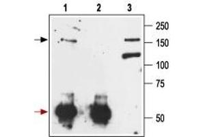 Immunoprecipitation of rat brain lysate: - 1. (Metabotropic Glutamate Receptor 1 Antikörper  (Extracellular))