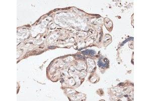 Immunohistochemistry of paraffin-embedded Human placenta using SPDEF Polyclonal Antibody at dilution of 1:100 (40x lens). (SPDEF/PSE Antikörper)