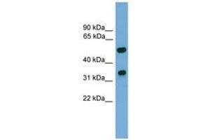 Image no. 1 for anti-Forkhead Box A3 (FOXA3) (C-Term) antibody (ABIN6744530) (FOXA3 Antikörper  (C-Term))
