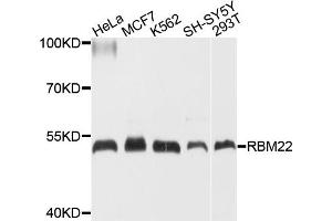 Western blot analysis of extracts of various cell lines, using RBM22 antibody (ABIN4904968) at 1:1000 dilution. (RBM22 Antikörper)