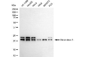 Western blotting analysis using chromobox 3 antibody (ABIN7798064). (CBX3 Antikörper)