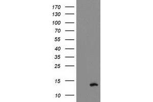 Western Blotting (WB) image for anti-phosphodiesterase 6G, CGMP-Specific, Rod, gamma (PDE6G) antibody (ABIN1500096) (PDE6G Antikörper)