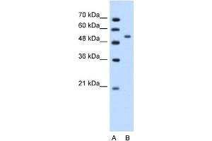 WB Suggested Anti-PLIN Antibody Titration:  1. (PLIN1 Antikörper  (N-Term))
