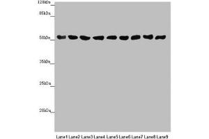 Western blot All lanes: SAMM50 antibody at 0. (SAMM5 (AA 1-220) Antikörper)