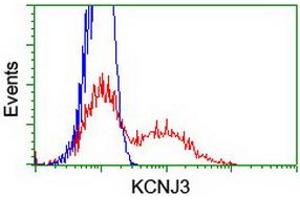 HEK293T cells transfected with either RC205322 overexpress plasmid (Red) or empty vector control plasmid (Blue) were immunostained by anti-KCNJ3 antibody (ABIN2455496), and then analyzed by flow cytometry. (KCNJ3 Antikörper  (AA 279-501))