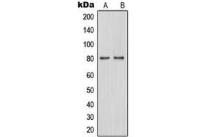 Western blot analysis of TAU (pS262) expression in A549 (A), SP2/0 (B) whole cell lysates. (tau Antikörper  (C-Term, pSer262))