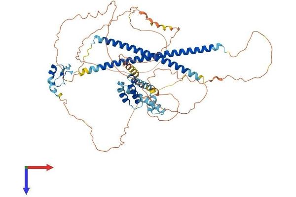 CBFA2T3 Protein (AA 1-653) (His tag)