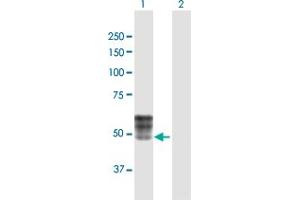 Western Blot analysis of ISLR expression in transfected 293T cell line by ISLR MaxPab polyclonal antibody.