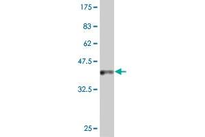 Western Blot detection against Immunogen (37 KDa) . (IDO1 Antikörper  (AA 304-403))