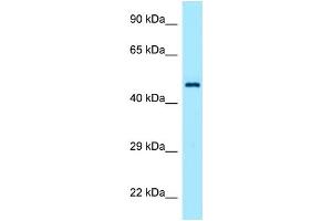 Western Blotting (WB) image for anti-TEA Domain Family Member 1 (SV40 Transcriptional Enhancer Factor) (TEAD1) (C-Term) antibody (ABIN2781167)