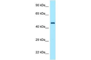 Host: Rabbit Target Name: TEAD1 Antibody Dilution: 1. (TEAD1 Antikörper  (C-Term))