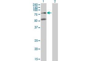 Western Blot analysis of BBS2 expression in transfected 293T cell line by BBS2 MaxPab polyclonal antibody. (BBS2 Antikörper  (AA 1-721))