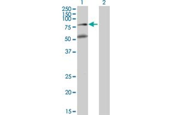 BBS2 antibody  (AA 1-721)