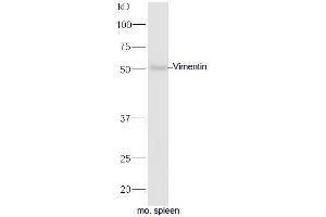 Mouse spleen lysates probed with Anti-Vimentin Polyclonal Antibody, Unconjugated  at 1:5000 90min in 37˚C (Vimentin Antikörper  (AA 371-466))