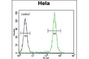 TBX6 Antibody (Center ) (ABIN655621 and ABIN2845101) flow cytometric analysis of Hela cells (right histogram) compared to a negative control cell (left histogram).