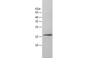 Western Blotting (WB) image for Izumo Sperm-Egg Fusion 1 (IZUMO1) (AA 51-211) protein (His tag) (ABIN7123644) (IZUMO1 Protein (AA 51-211) (His tag))