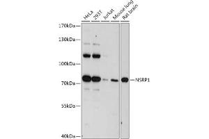 Western blot analysis of extracts of various cell lines, using NSRP1 antibody (ABIN7269025) at 1:1000 dilution. (NSRP1 Antikörper  (AA 1-280))