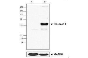 Western Blotting (WB) image for anti-Caspase 1 (CASP1) antibody (ABIN2664091) (Caspase 1 Antikörper)