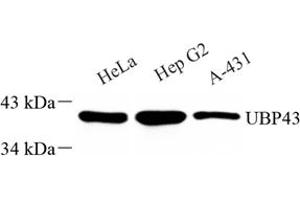 Western blot analysis of ubp43 (ABIN7076108) at dilution of 1: 1000 (USP18 Antikörper)