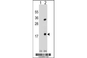 Western blot analysis of PLA2G1B using rabbit polyclonal PLA2G1B Antibody using 293 cell lysates (2 ug/lane) either nontransfected (Lane 1) or transiently transfected (Lane 2) with the PLA2G1B gene. (PLA2G1B Antikörper  (C-Term))