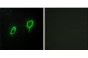 Immunofluorescence analysis of COS7 cells, using 14-3-3 gamma Antibody.