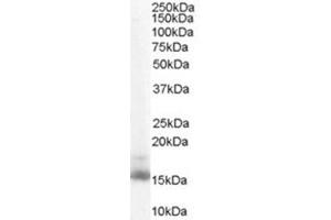 Image no. 1 for anti-Retinol Binding Protein 1, Cellular (RBP1) (C-Term) antibody (ABIN374530) (RBP1 Antikörper  (C-Term))